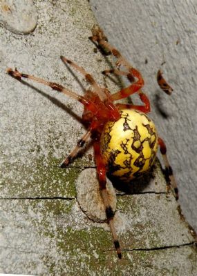  Araneaspindel: En litenEight-Legged Wonder med en otrolig förmåga att spinna!