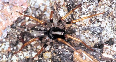  Zodariidae! Stilla Jägare som Spindelvävnadens Arkitekter