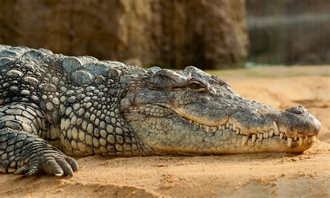  Afrikansk krokodil - En fascinerande reptil som kryper genom livets träsk och är en mästare på att gömma sig i ljumma vatten!