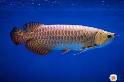  Arowana - En fängslande fisk med en blick som kan genomtränga själen!