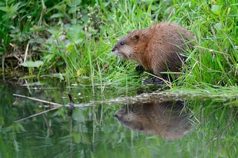  Bisamråtta – Ett Vattenälskande Gnäggande Förtjusande Utkikspunkt för Biodiversitet!