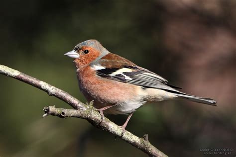  Bofink! En liten fågel med ett stort hjärta och en otroligt mäktig sångröst