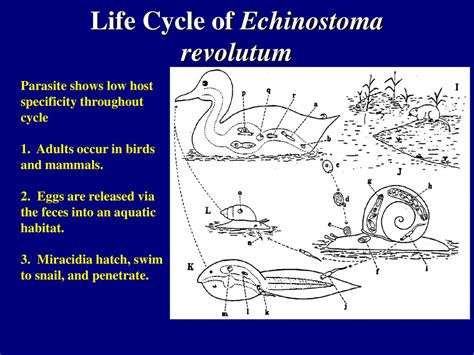  Echinostoma Revolutum: En Parasitmask Med En Långresa Från Snäckor Till Fåglar