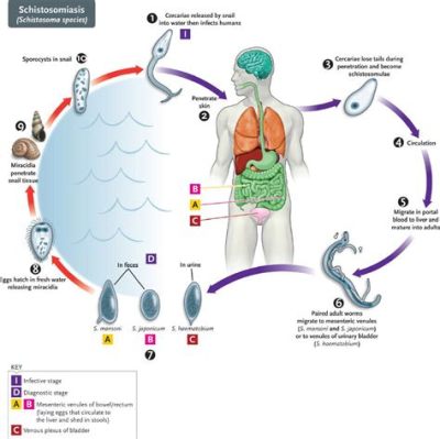  Heterophyes: En Fattning av Parasiternas Liv och Hur De Tar sig Frampå i Världen!