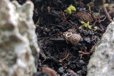 Upside-Down Snail – A Curious Case of Shell Living and Terrestrial Wanderings!