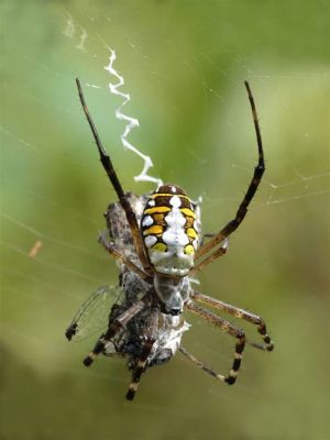  Violen Spider! Delicate Hunters Weaving Elaborate Traps